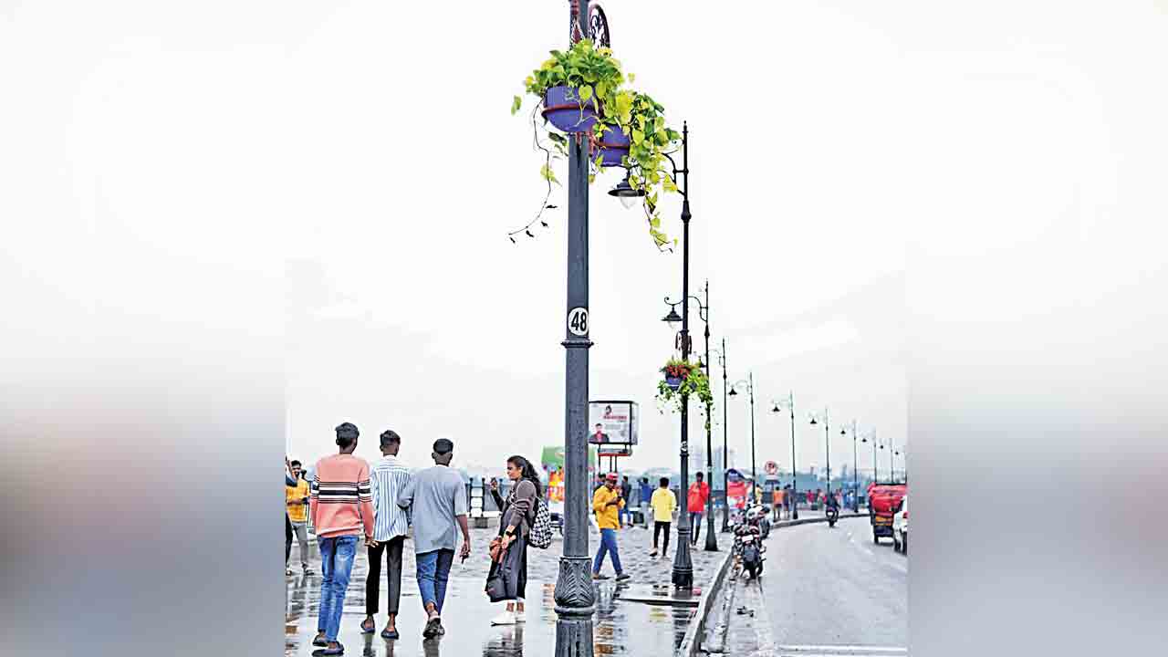 స్తంభాలకు పూల మొక్కలు