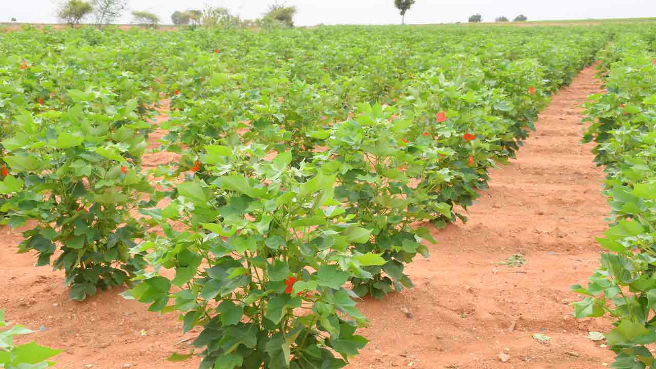 సీడ్‌ పత్తితో.. రైతుల బేజారు