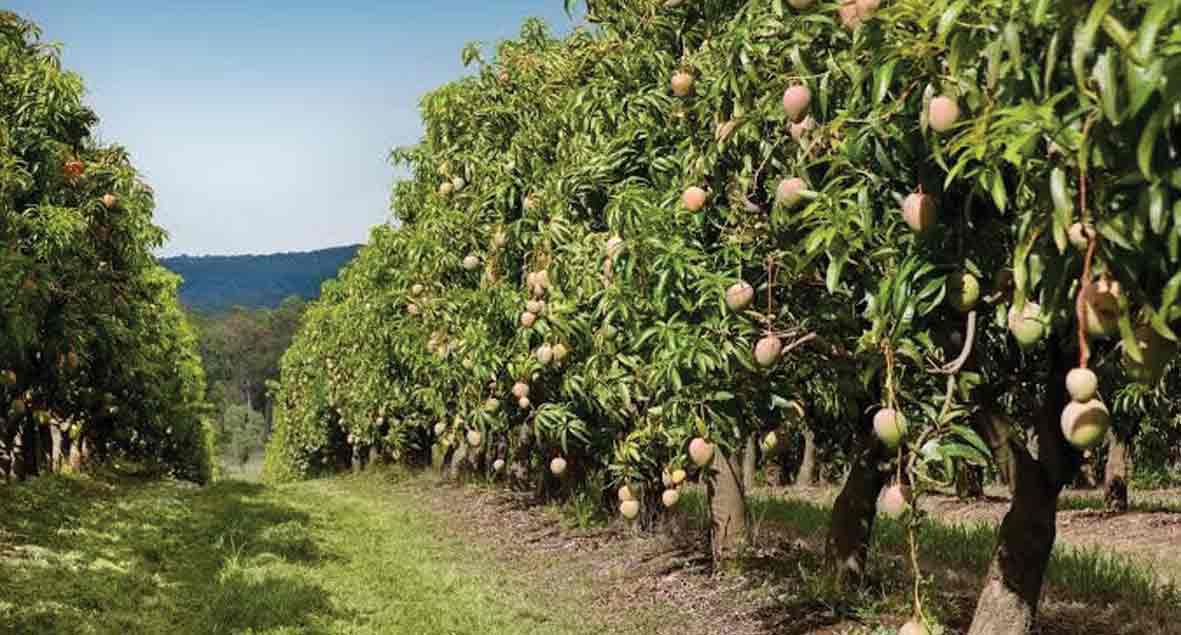 పండ్ల తోటల సాగుకు ప్రోత్సాహం