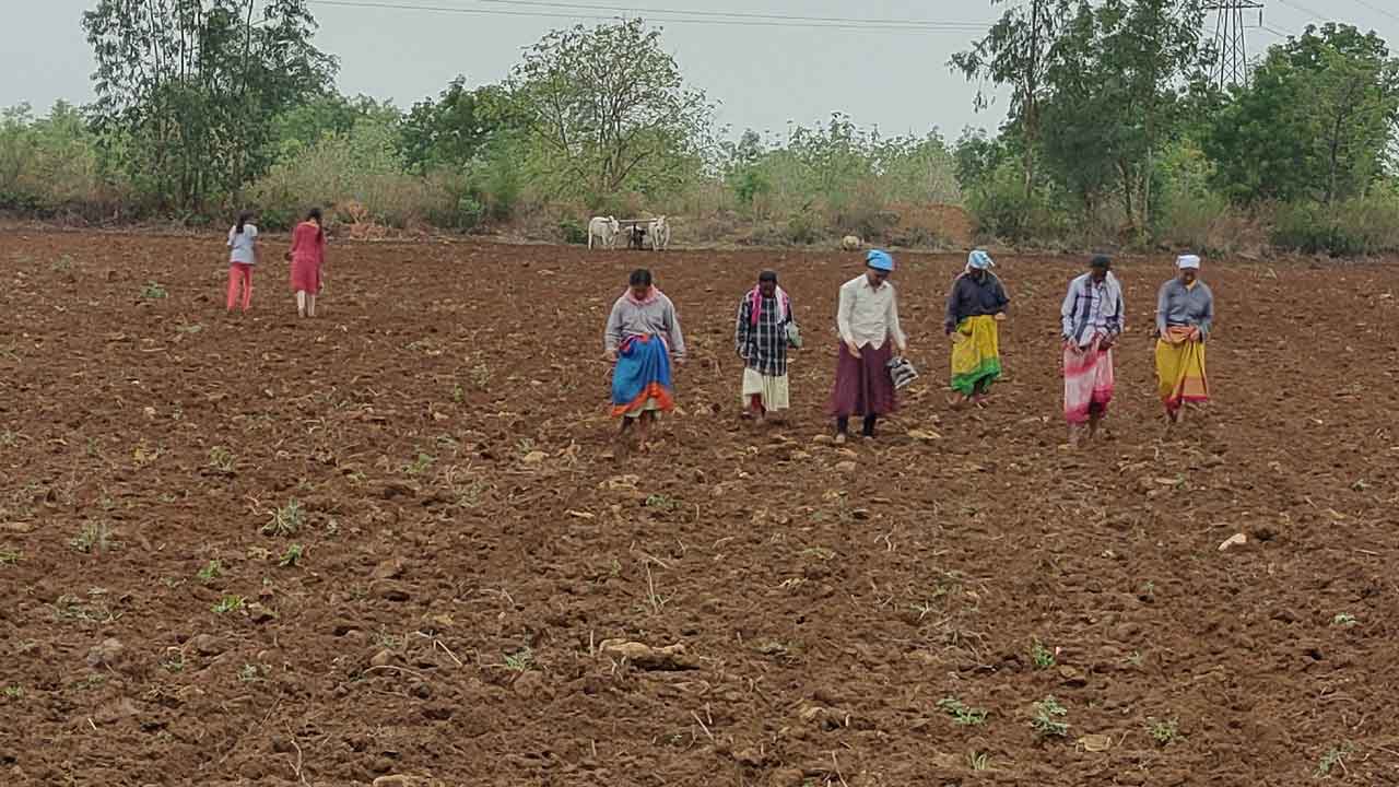 పత్తి సాగు వైపు.. రైతుల చూపు