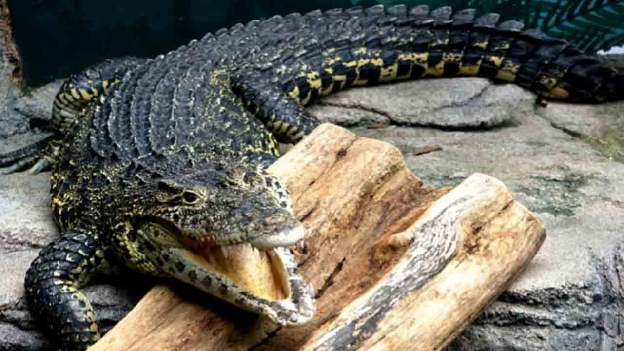 Alligator Guards Woman’s Body | మహిళపై మొసలి దాడి.. ఆ తర్వాత ఆమె మృతదేహానికి రక్షణ