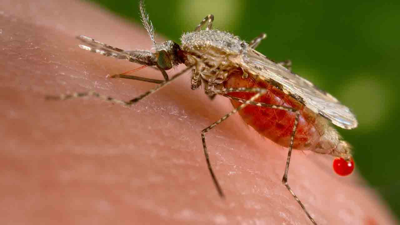 Malaria | 20 ఏండ్ల తర్వాత అమెరికాలో మలేరియా కేసులు.. కారణమిదేనట