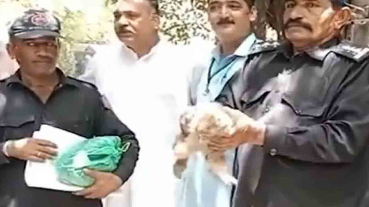 Watch: కేసులో ఆధారంగా కోతిని కోర్టుకు సమర్పించిన అధికారులు.. ఆ కోతి ఏం చేసిందంటే?