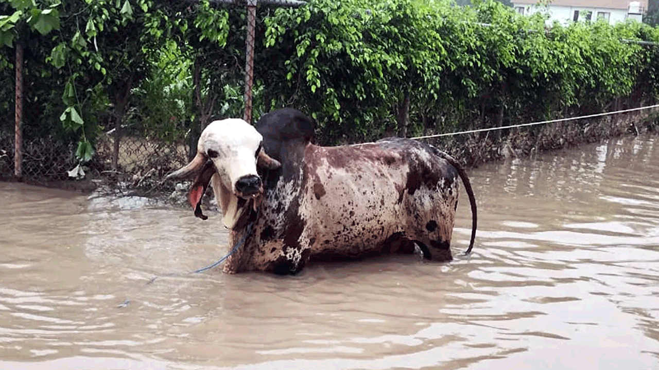 Bull Pritam | ఇది దేశంలో నంబర్‌ 1 బుల్‌.. వరదల నుంచి కాపాడిన ఎన్డీఆర్ఎఫ్.. దీని ధర తెలిస్తే షాకే..!