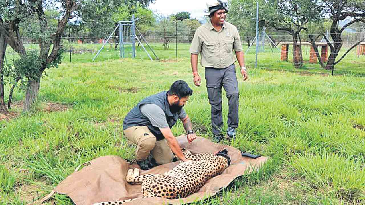 చీతాల మరణంపై చింత లేదు