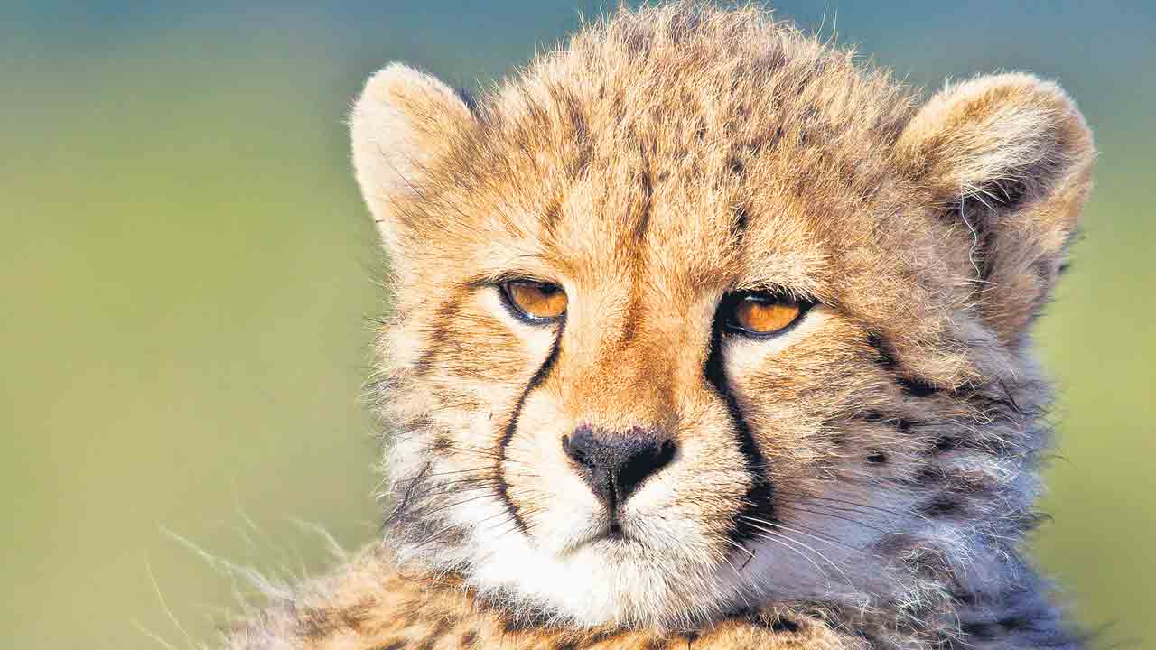 Cheetah | చీతాల తరలింపులో మీ సమస్య ఏంటి? కేంద్రంపై మండిపడ్డ సుప్రీంకోర్టు