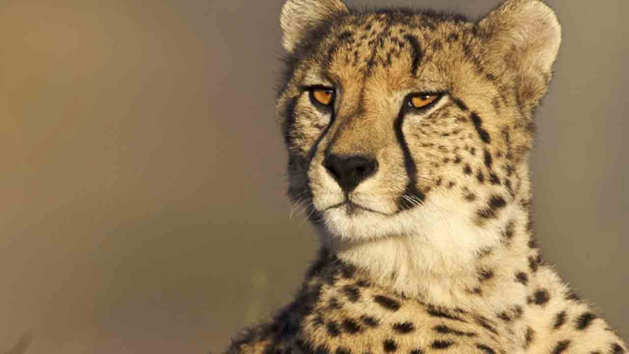 చిరుత కలకలం