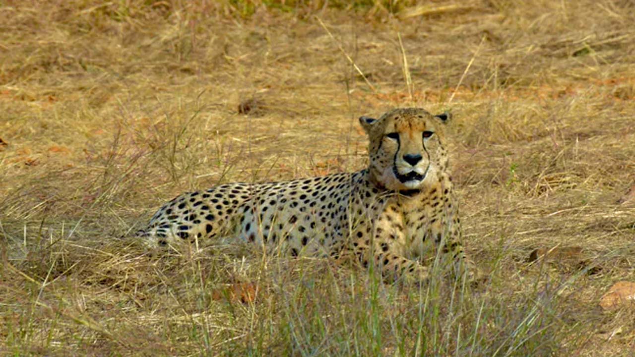 Cheetah Tejas | కునే నేషనల్‌ పార్క్‌లో మరో చిరుత మృతి..! నాలుగు నెలల్లో ఏడో చిరుత..!