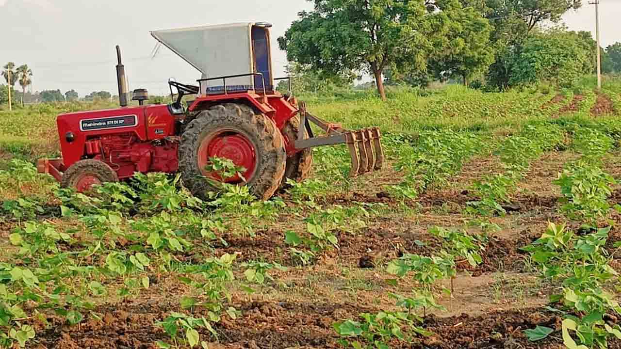 దూది సాగుకు జై