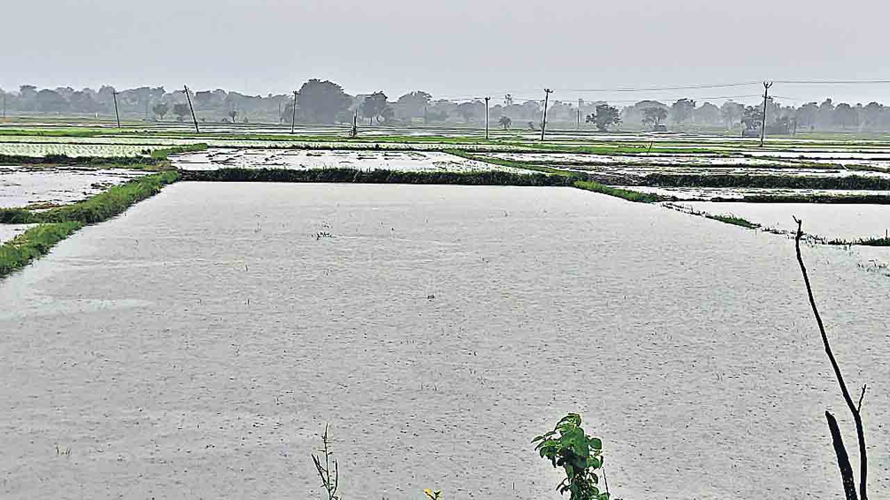 Crops Rain Affect
