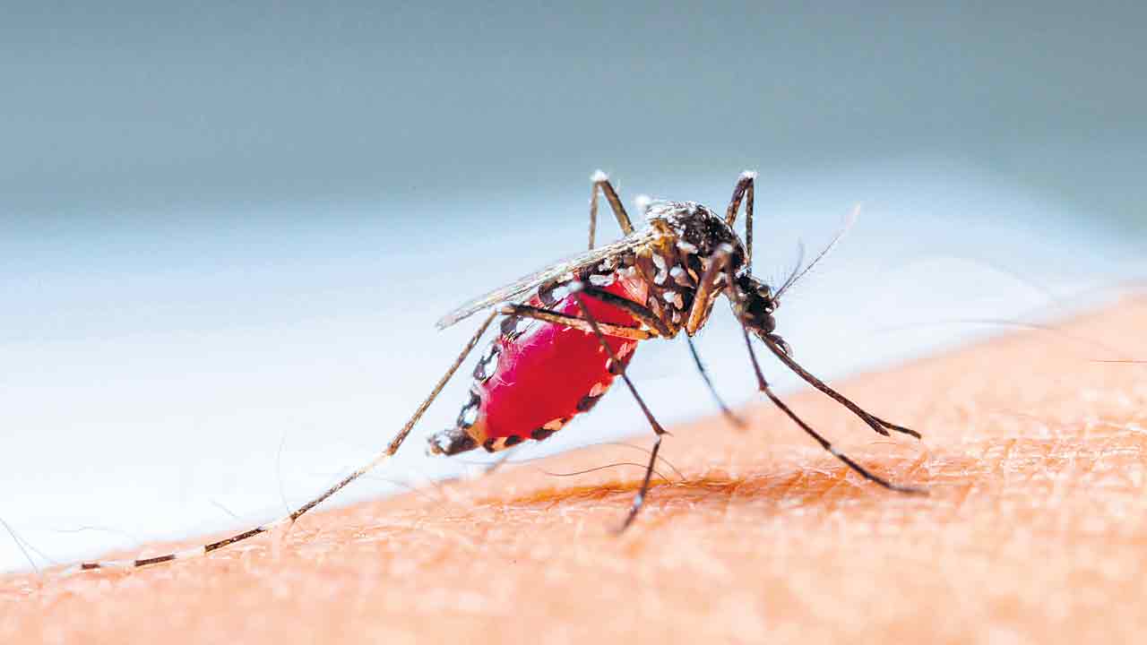 Dengue cases | కర్ణాటకలో డెంగ్యూ కలకలం.. 7000 దాటిన కేసులు.. అప్రమత్తమైన ప్రభుత్వం