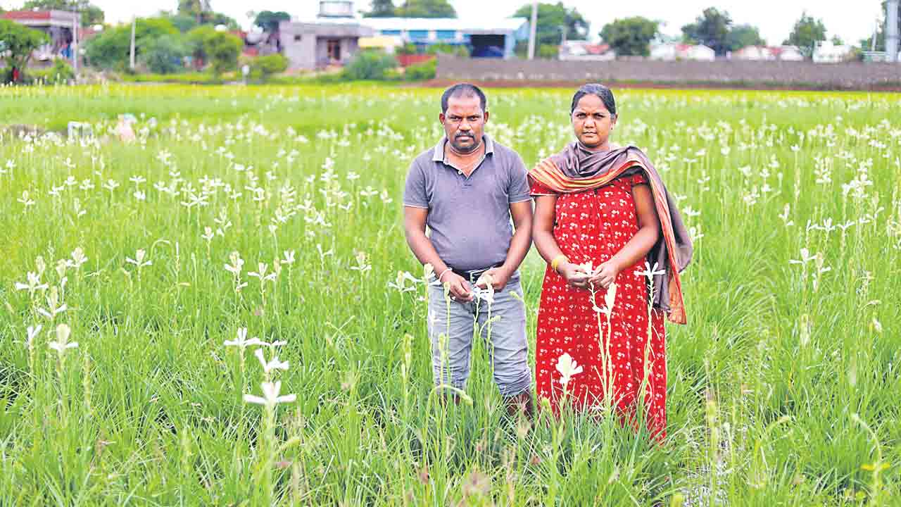 నాన్నా .. నౌకరచ్చిందే