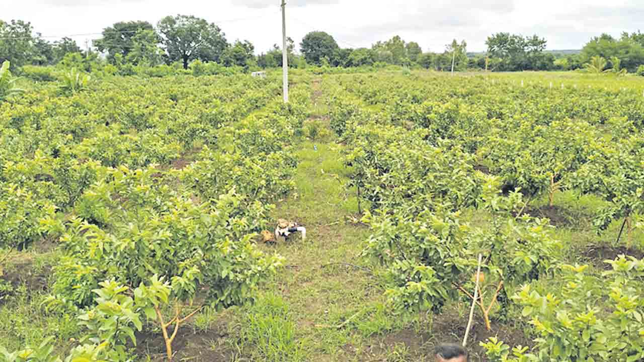 పండ్లు తోటలేద్దాం..