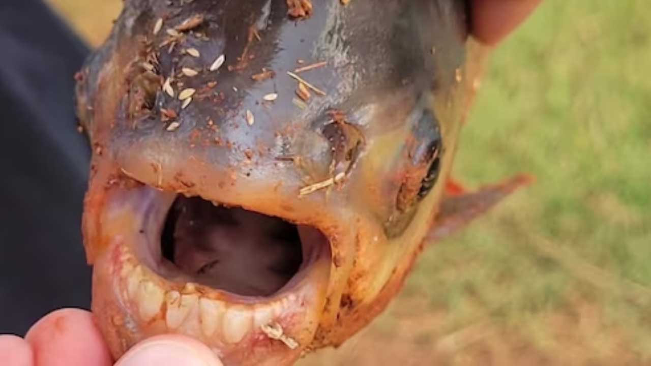 Fish with human-like teeth | చేప నోటిలో మనిషి పళ్లను పోలిన పళ్లు.. ఫొటో వైరల్‌
