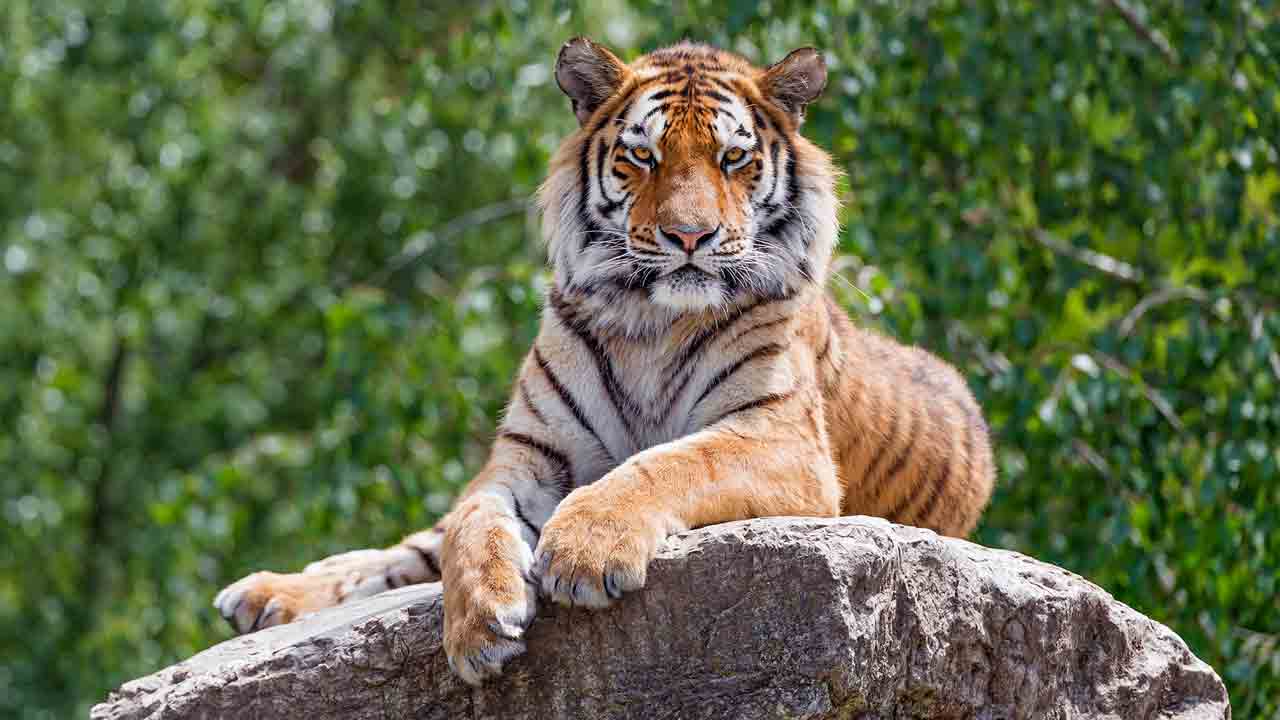 Nallamala Forest | నల్లమల అడవుల్లోకి మూడు నెలల పాటు పర్యాటకులకు నో ఎంట్రీ.. ఎందుకంటే..