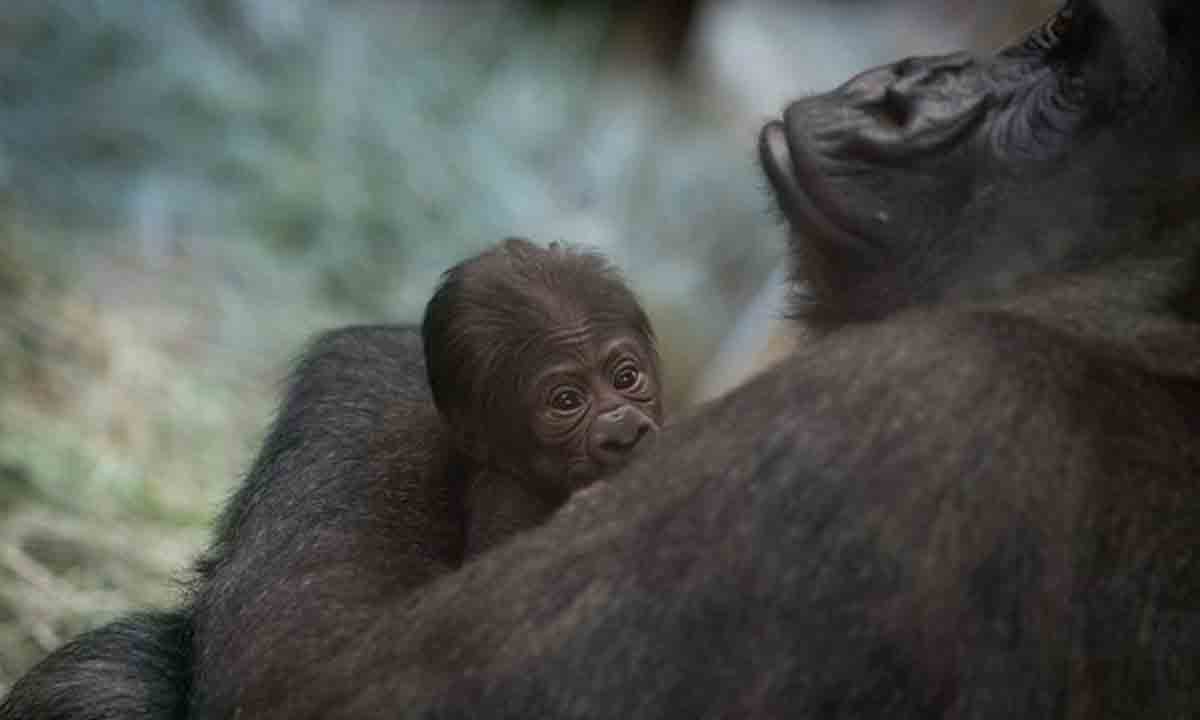 బిడ్డను కని షాకిచ్చిన ‘మగ’ గొరిల్లా