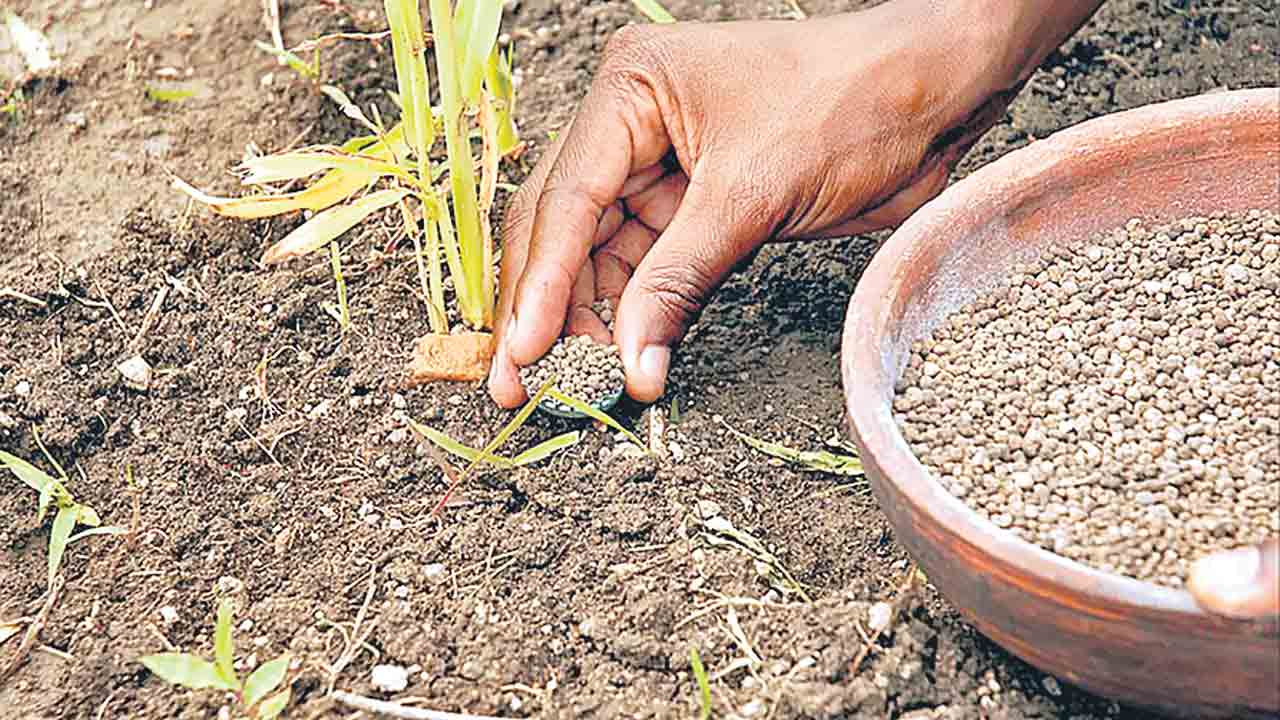 మైక్రోడోసింగ్‌ విధానంలో ఎరువుల వినియోగం తక్కువ