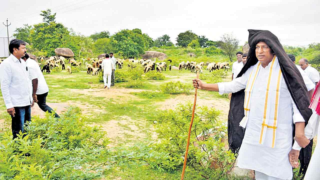 Minister Mallareddy | నెత్తిన గొంగడి.. చేతిలో కర్ర.. గొర్రెలు కాసిన మంత్రి మల్లారెడ్డి !