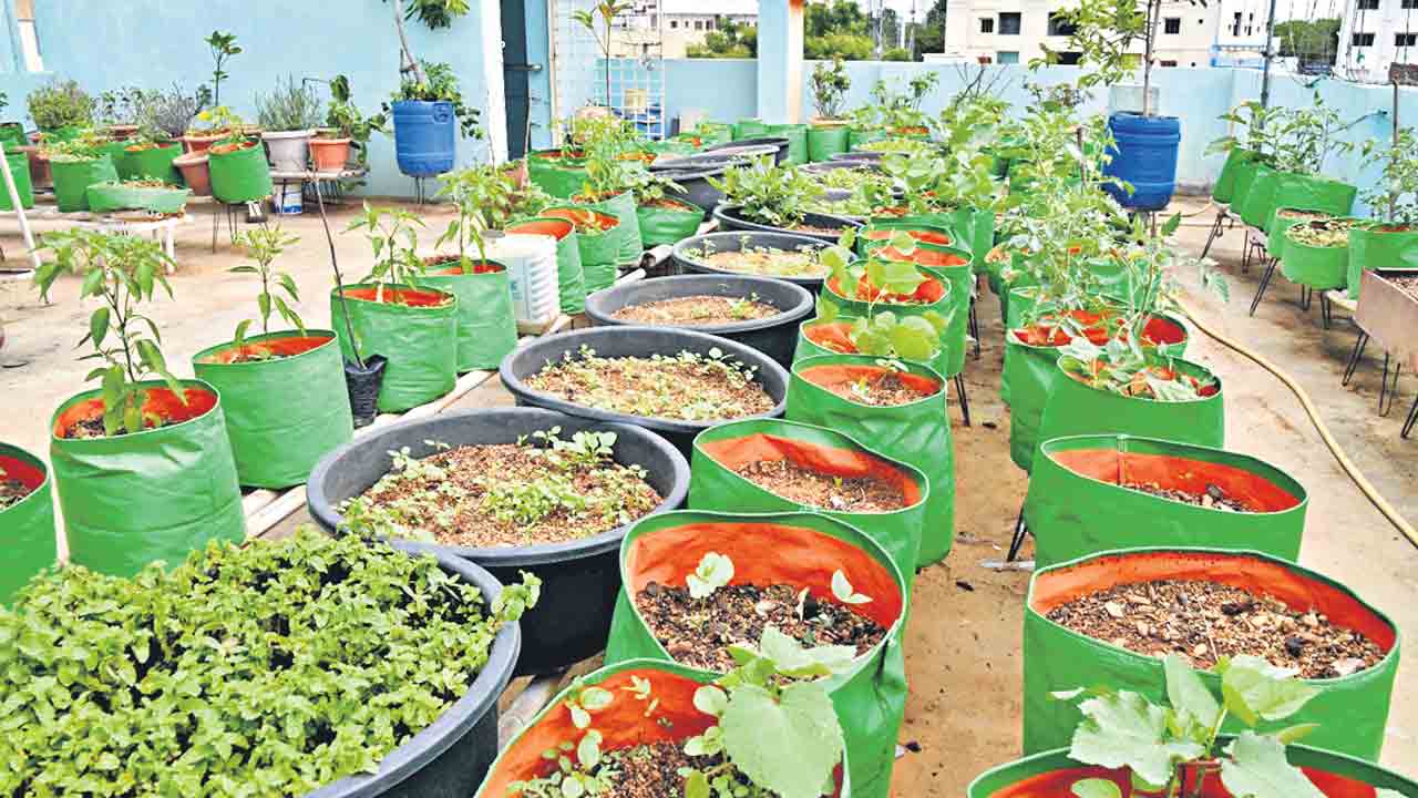 మిద్దె తోటల సాగు.. ఆరోగ్యానికి బాట