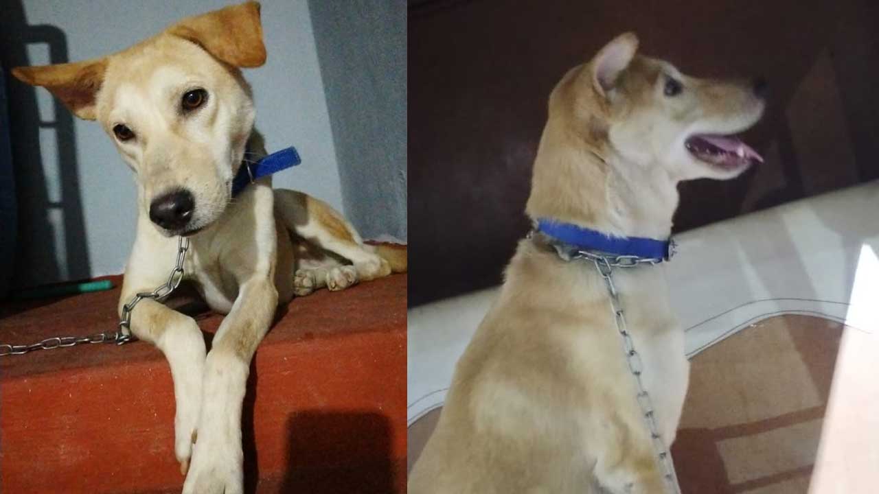 Pet dog of judge | హైకోర్టు జడ్జి పెంపుడు కుక్క మిస్సింగ్‌.. భద్రతా సిబ్బందిని సస్పెండ్‌ చేయాలని న్యాయమూర్తి డిమాండ్‌