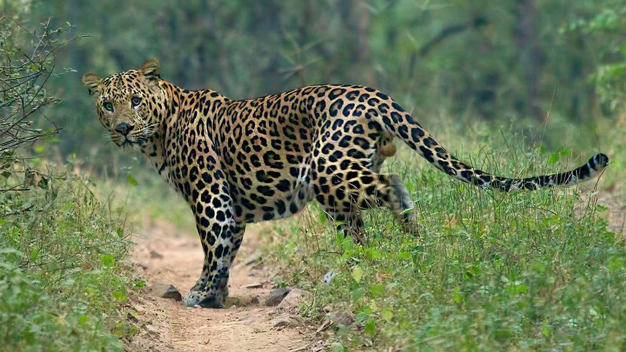 Leopard | ప్రజలపై పంజా విసిరిన చిరుతపులి.. 12 మందికి తీవ్ర గాయాలు