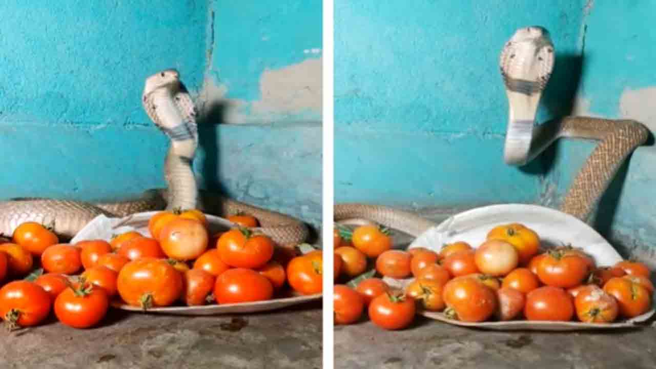 Viral Video: టమాటాలకు రక్షణగా నాగుపాము.. వీడియో వైరల్‌