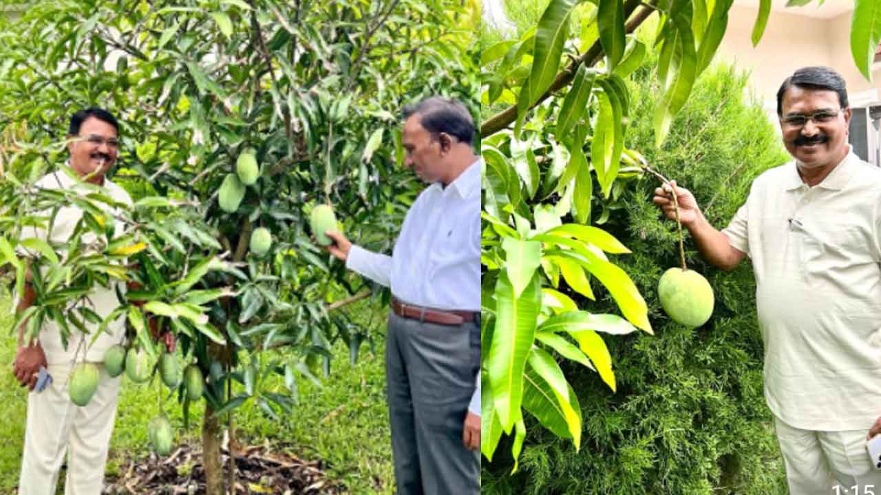 కొల్లాపూర్‌ మామిడికి ఆదరణ