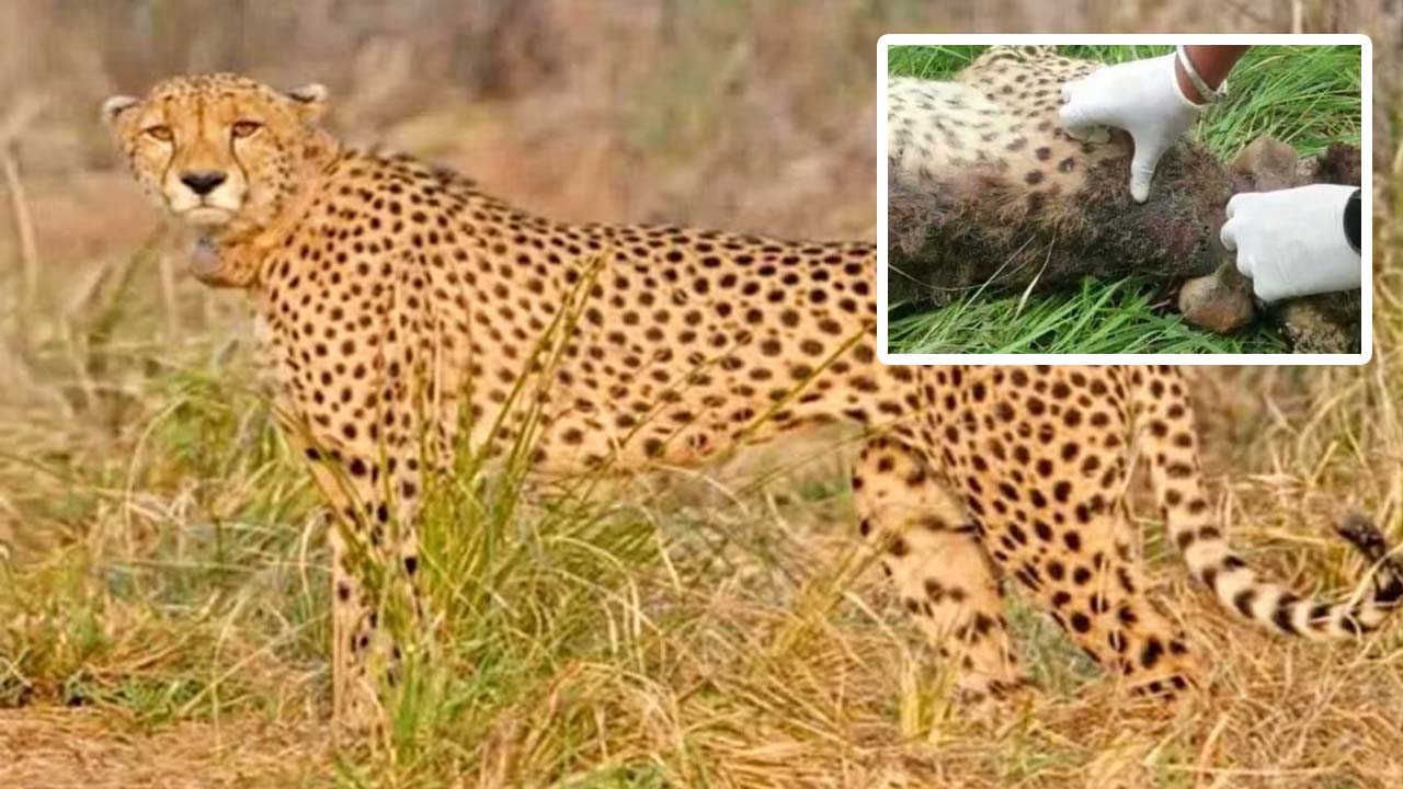 Kuno National Park | కునో నేషనల్ పార్క్‌లో మరో 3 చిరుతలకు గాయాలు.. అసలేం జరుగుతోంది!