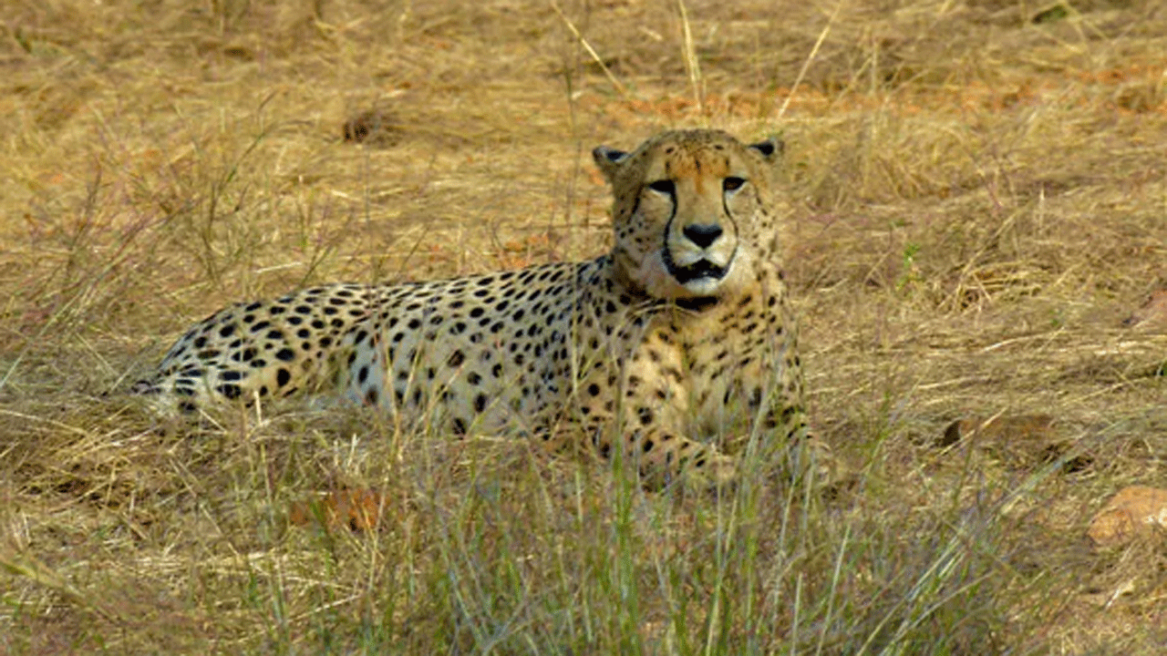 Cheetah | కూనో పార్కులో మరో చీతా మృతి.. 4 నెలల్లో ఎనిమిదో ఘటన