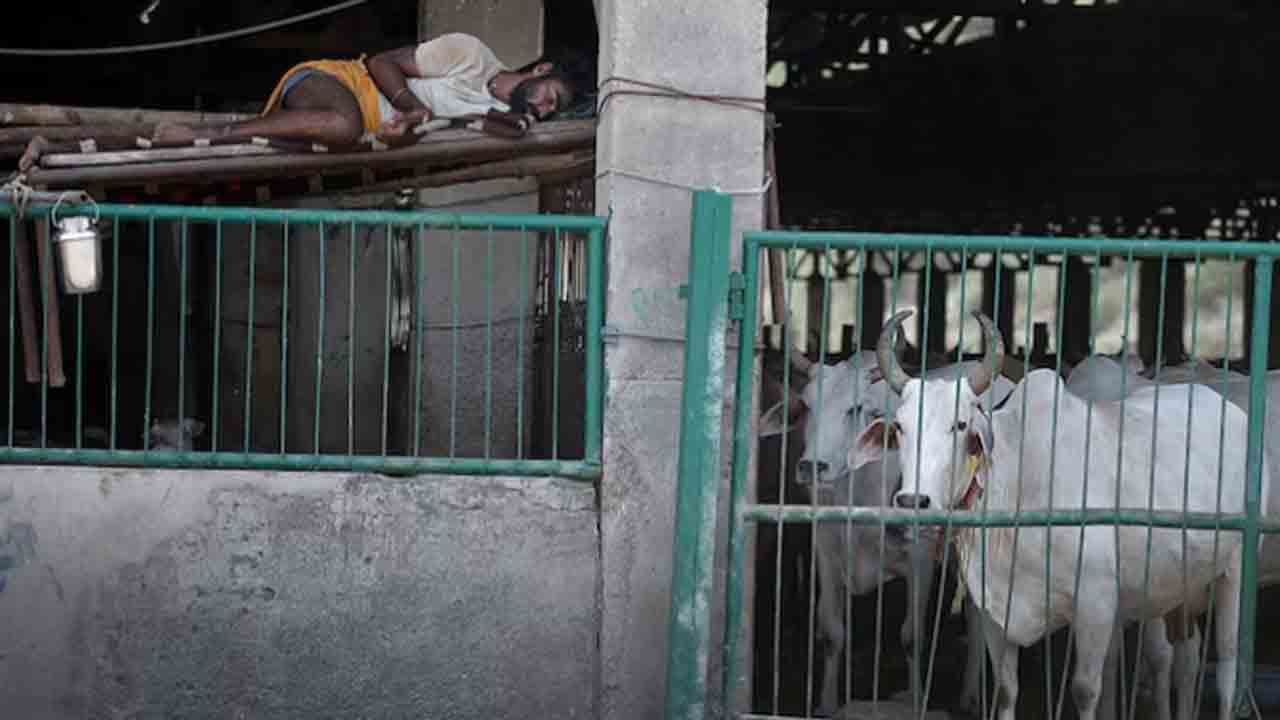 bizarre rule | మధ్యప్రదేశ్‌లో వింత రూలు.. పశువులు సంచరిస్తే యజమాని చెంపపై ఐదు చెప్పుదెబ్బలు