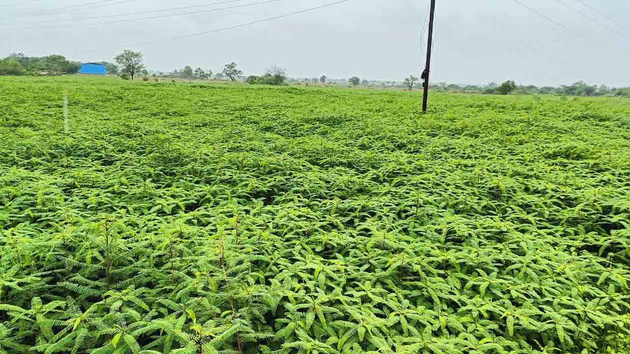 చేనుకు చేవ