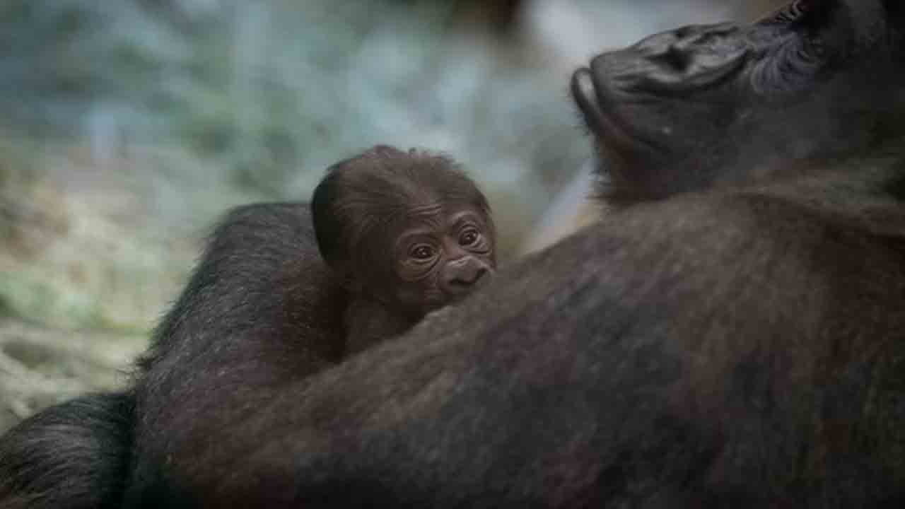 మగ గొరిల్లా అనుకున్నారు.. పిల్లకు జన్మనివ్వడంతో అంతా ఆశ్చర్యపోయారు!!
