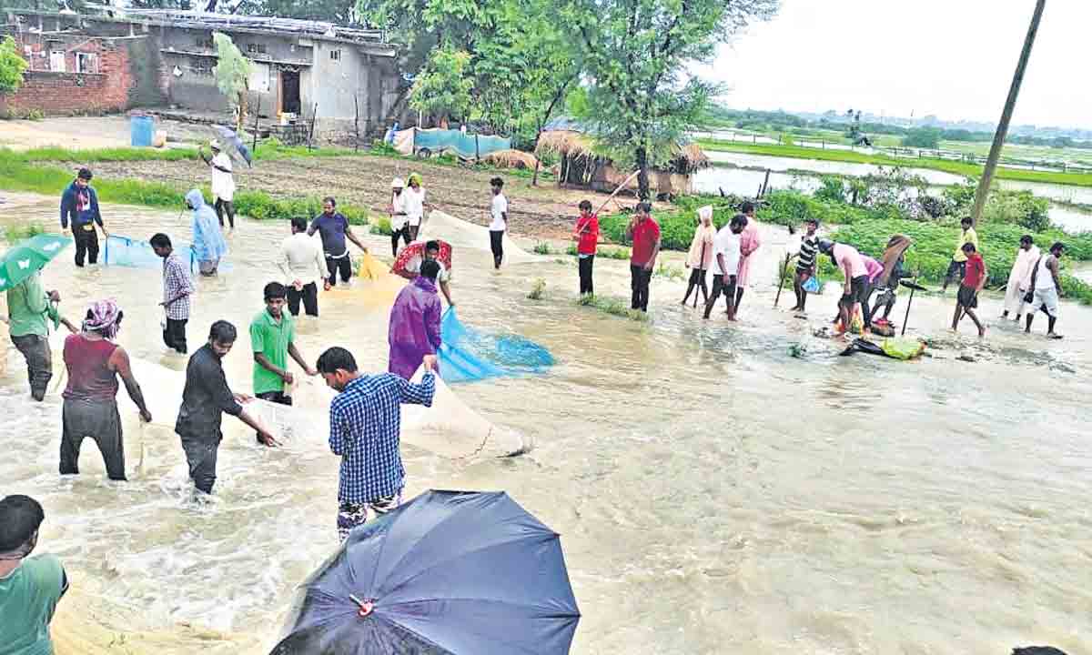ముసురుతో సమృద్ధిగా నీళ్లు..