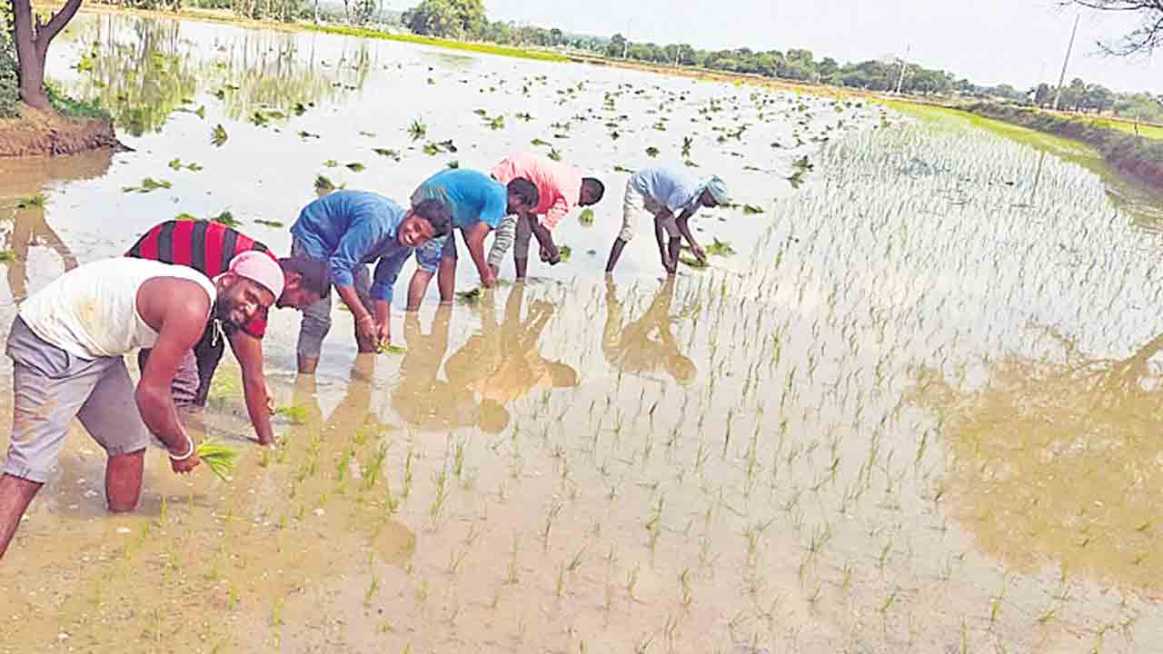 అటు చదువు.. ఇటు వ్యవసాయం