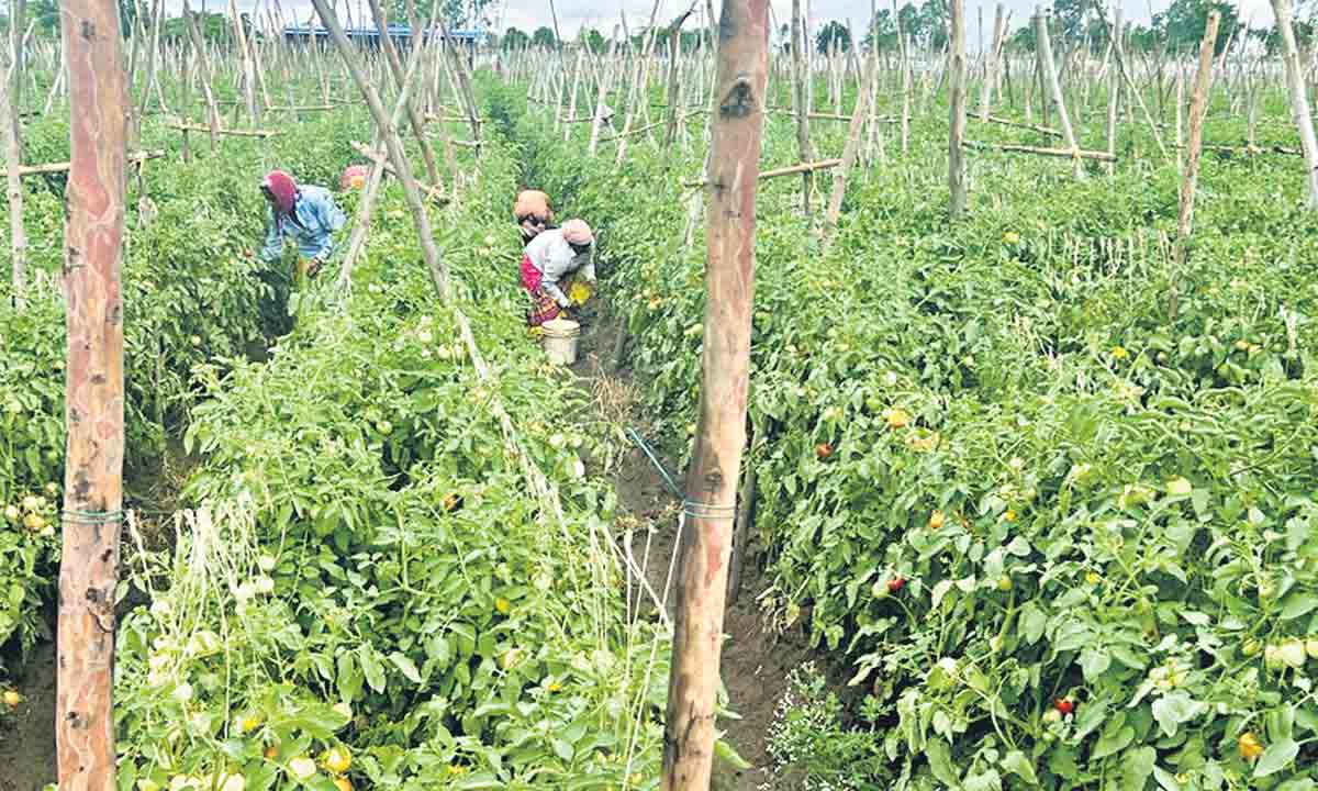 కాసులు కురిపించిన టమాట