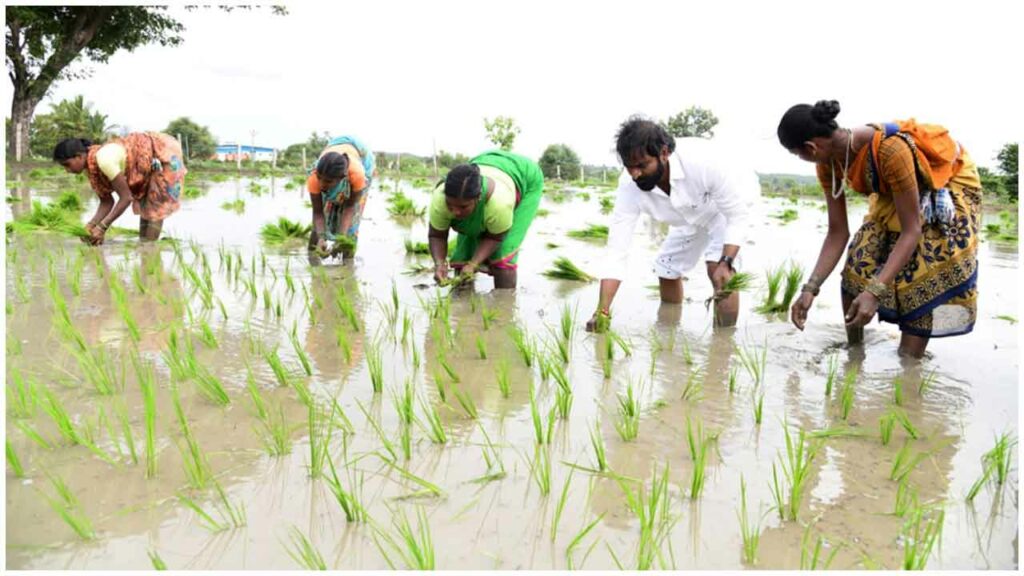 Minister Srinivas Goud Planted Paddy In The Field At Chinnadarpally