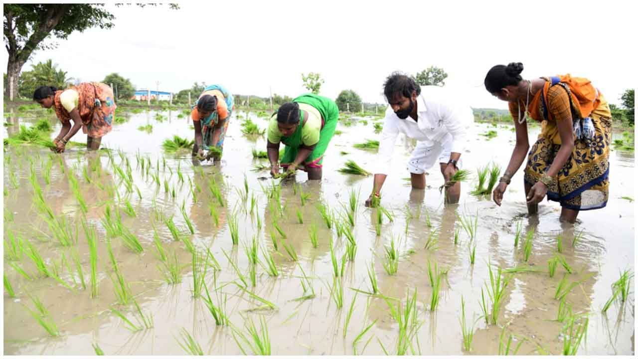 Photo Story | గొర్రు కొట్టి… నాటు వేసి… రైతన్నలా.. మంత్రి శ్రీనివాస్ గౌడ్