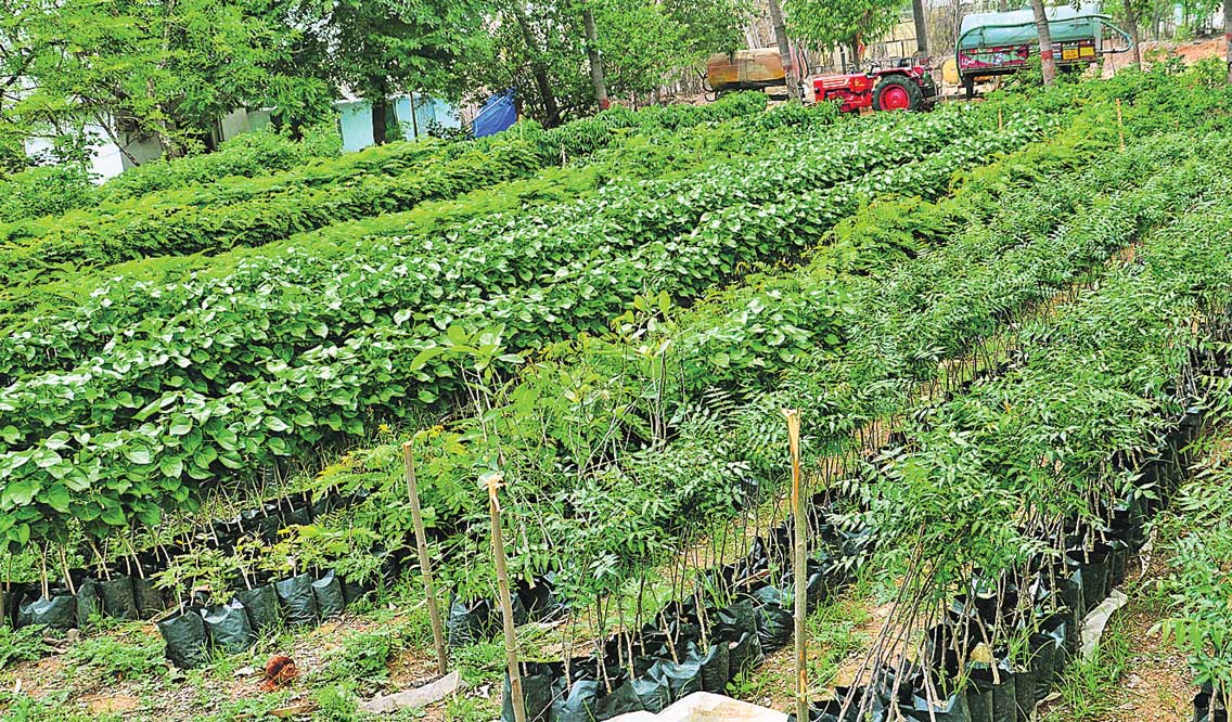 హరితోద్యమానికి సన్నద్ధం