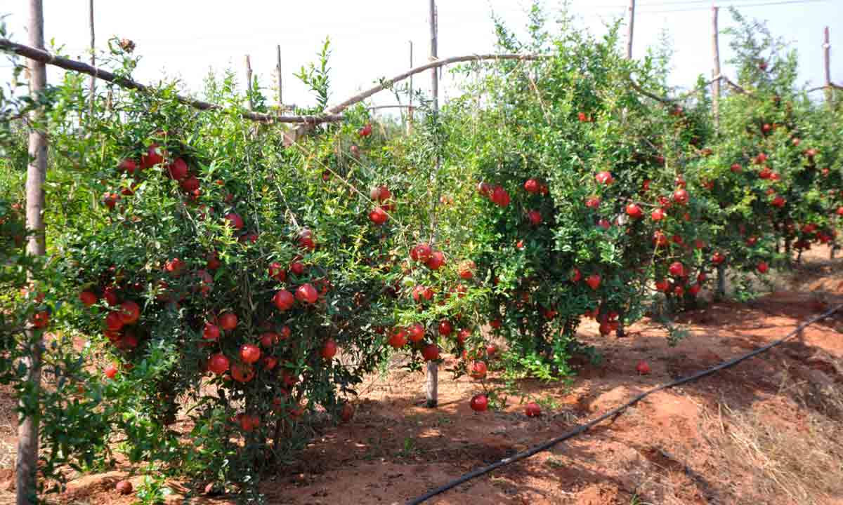 పండ్ల తోటలకు ప్రభుత్వ ప్రోత్సాహం