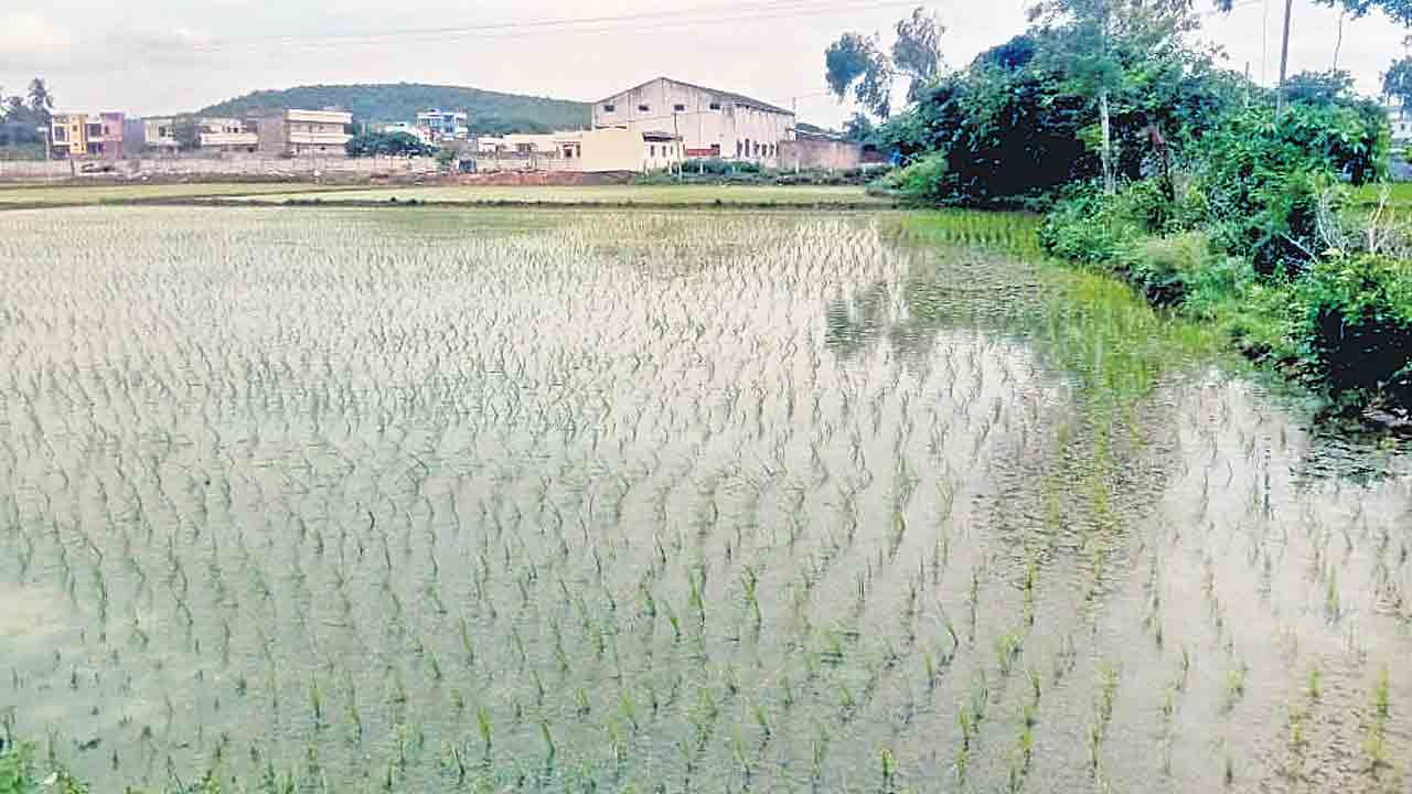 వరుస వానలు.. పంటలు జాగ్రత్త..