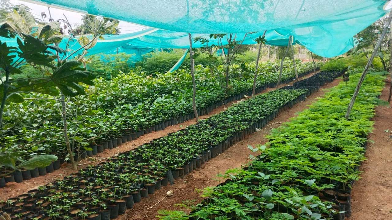 హరితహారానికి సర్వం సిద్ధం