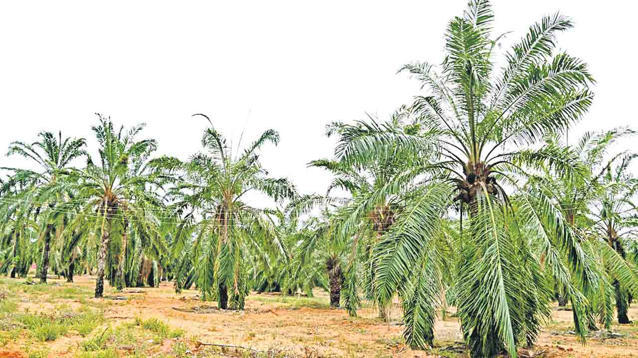ఆయిల్‌ పామ్‌ సాగుకు సన్నద్ధం