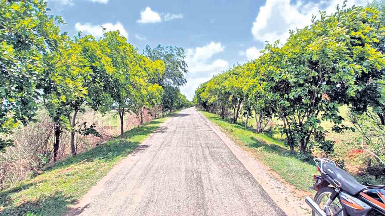 దారిపొడవునా పచ్చందాలే..