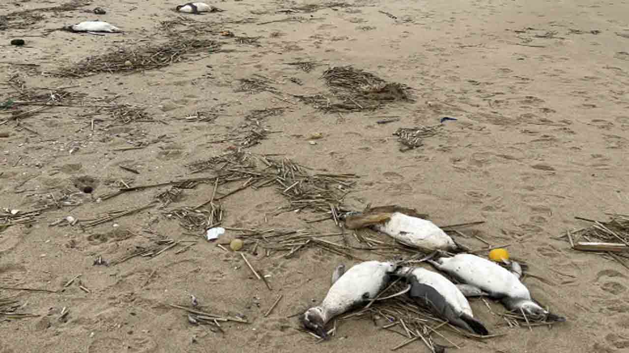 Penguins Washed Up Dead | ఉరుగ్వే తీరానికి కొట్టుకొచ్చిన 2,000 పెంగ్విన్‌ కళేబరాలు
