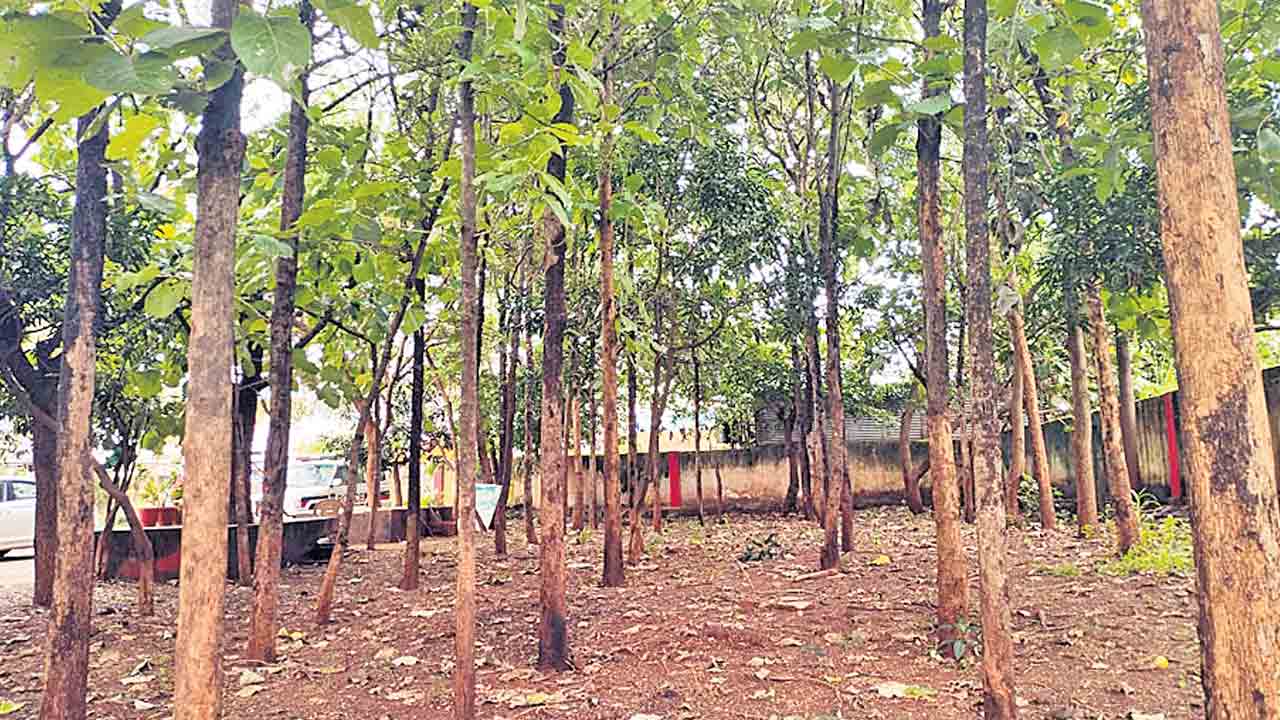 పచ్చనిహారం