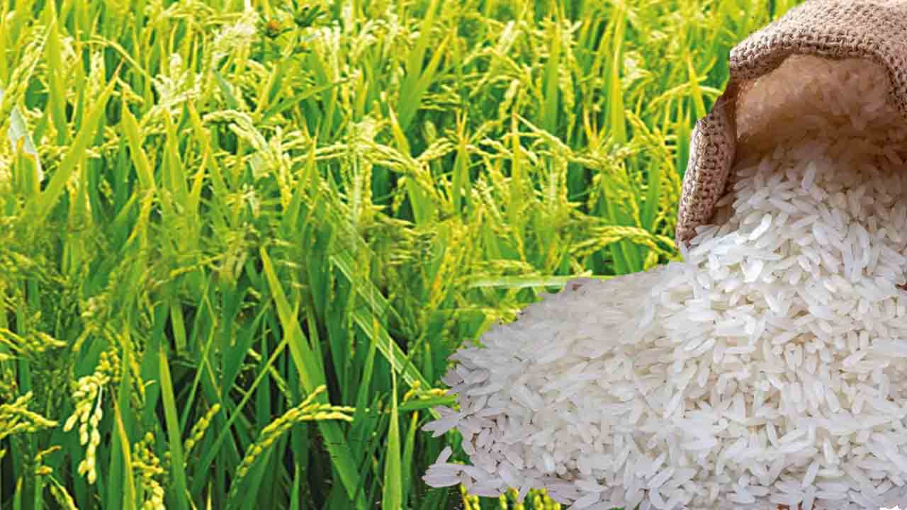 Rice Exports Ban | ఎల్‌నినో ఎఫెక్ట్‌.. విదేశాల‌కు బియ్యం ఎగుమ‌తిపై నిషేధం.. ?!