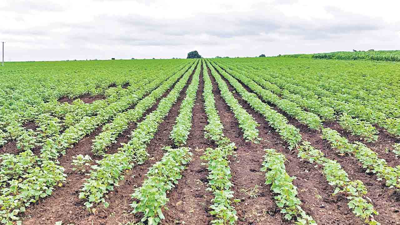 లక్ష్యం వైపుసాగు