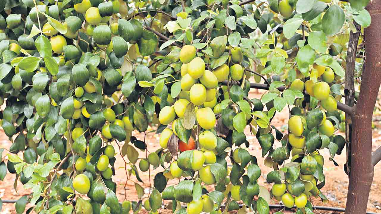 పైసా ఖర్చు లేకుండా పండ్ల సాగు