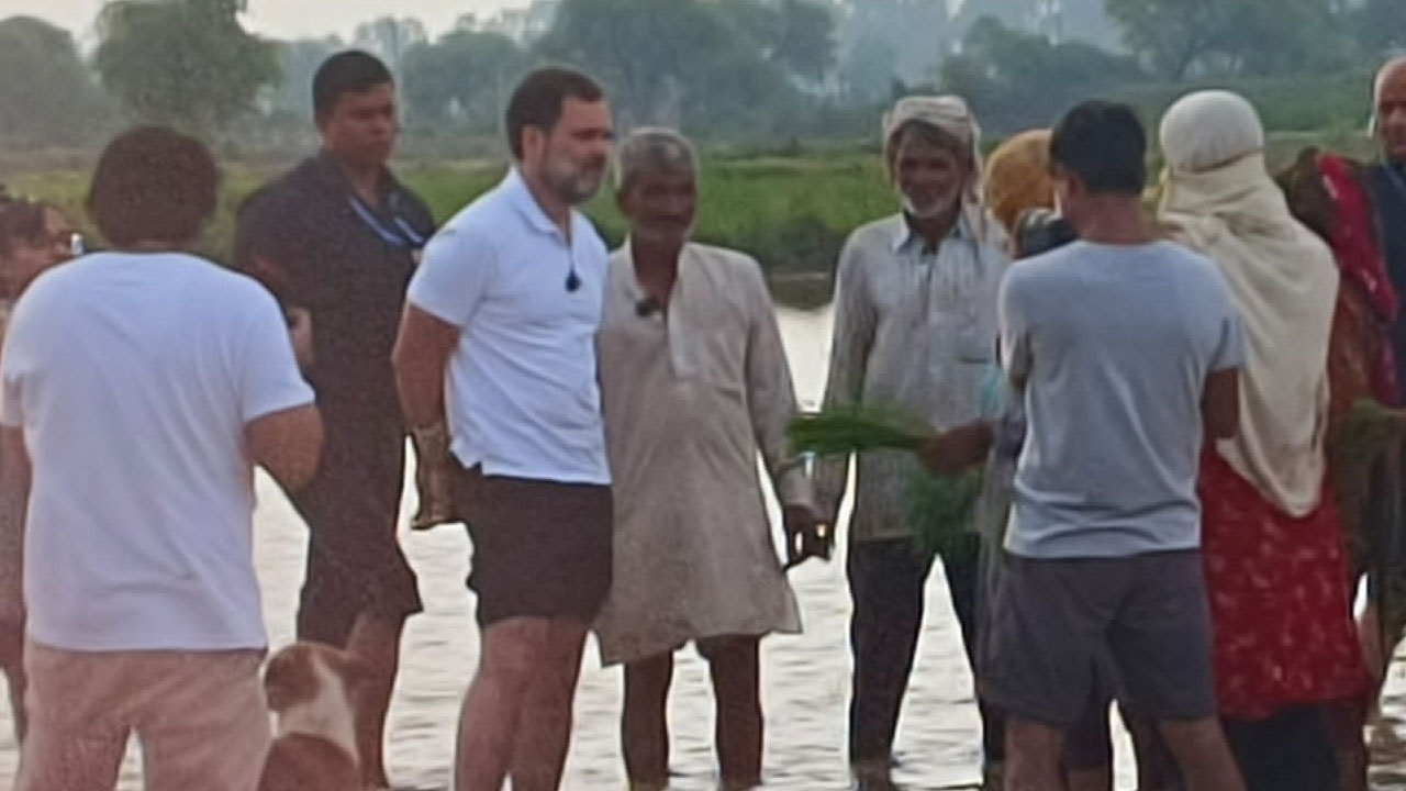 Rahul Gandhi | పొలంలోకి దిగి.. ట్రాక్టర్‌తో దుక్కి దున్నిన రాహుల్‌ గాంధీ