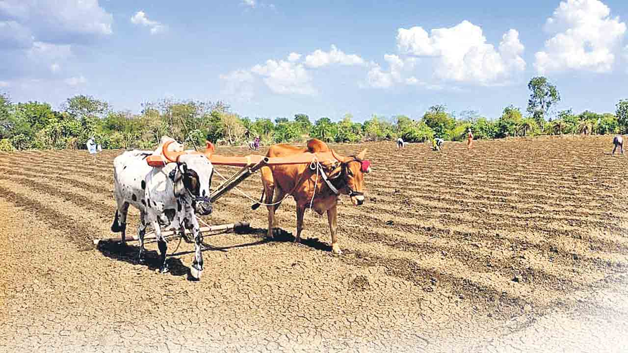 పక్కాగా.. పంట లెక్క